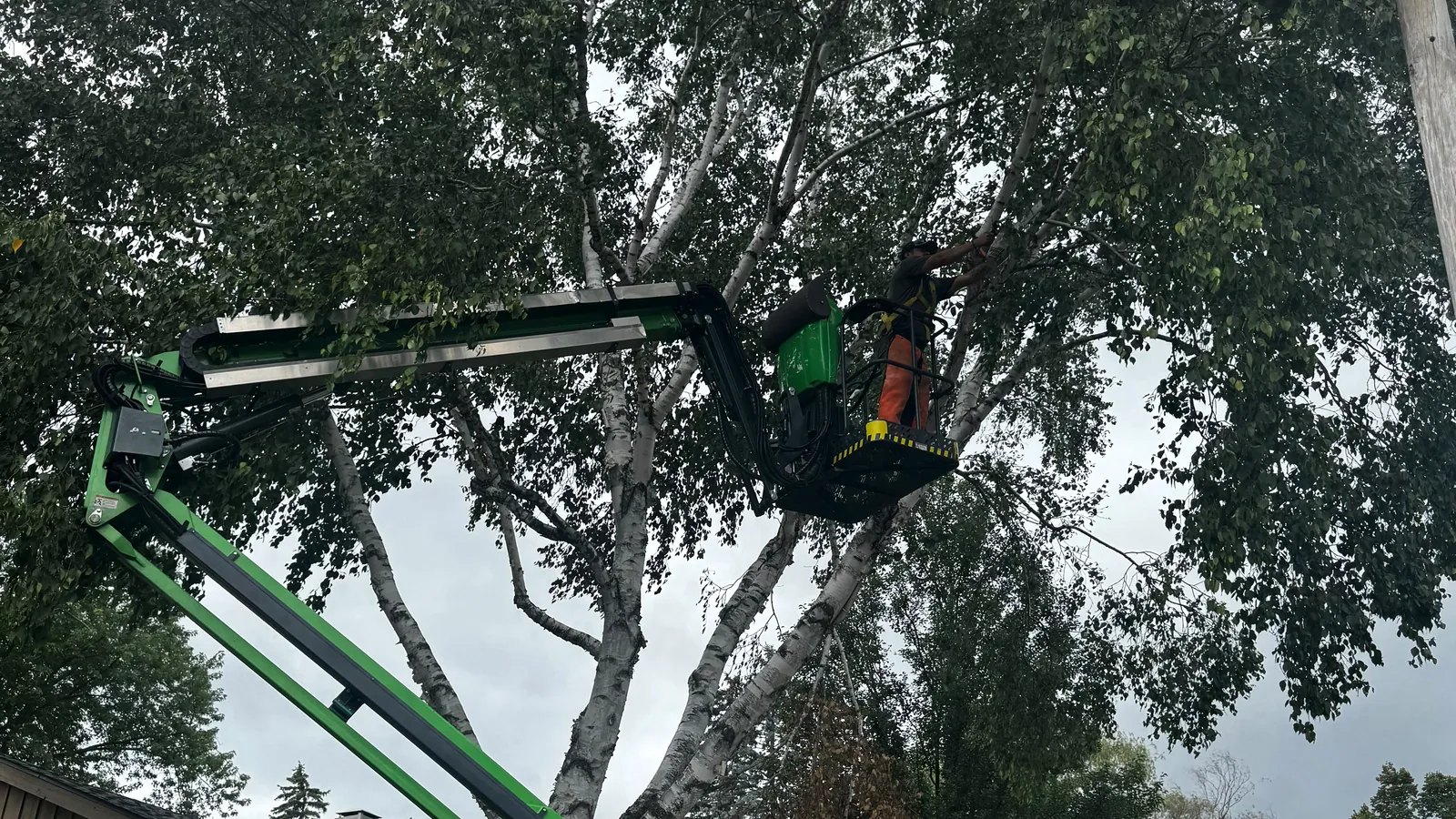 Tree Planting & Removal project by Eden Landscaping LLC
