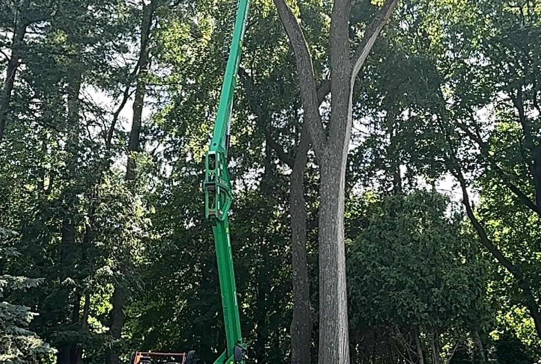 Tree work with lift equipment on site