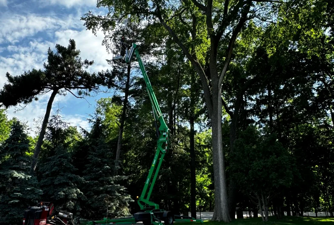 Lift equipment positioned by a tree